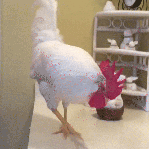 Mann sieht aus wie ein Huhn